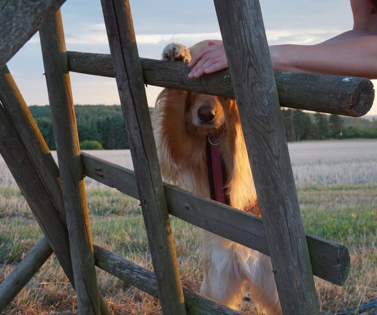 Beschäftigungsallerlei - Schäm Dich!