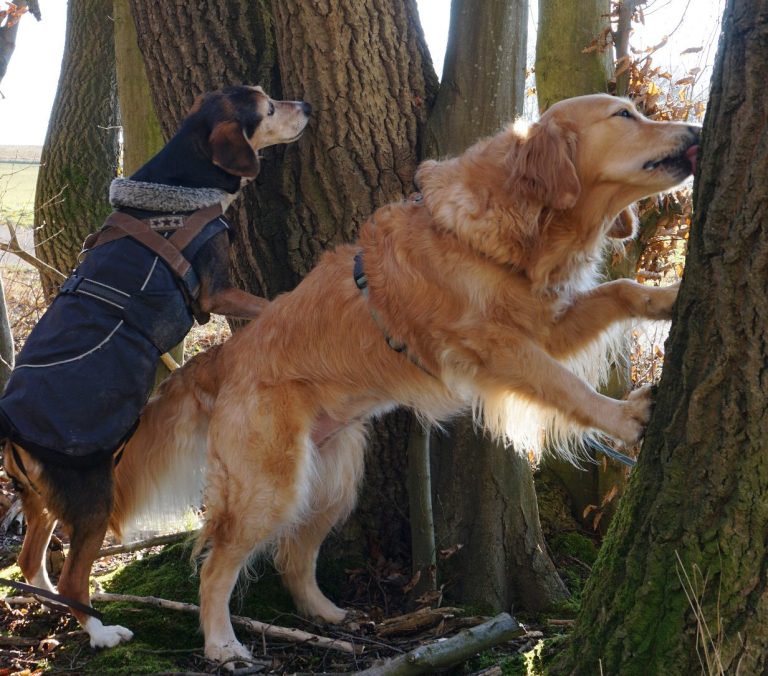 Adventure Walk in Balance - Dreselsuche