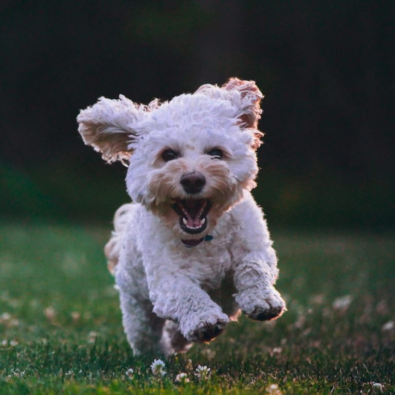 Jede Rasse, jeder Hund, jeden Alters