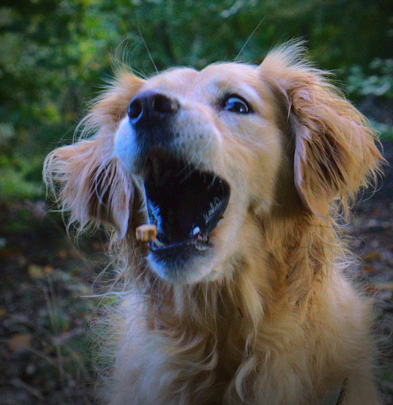 Beschäftigungsallerlei - Leckerli-Schnapp