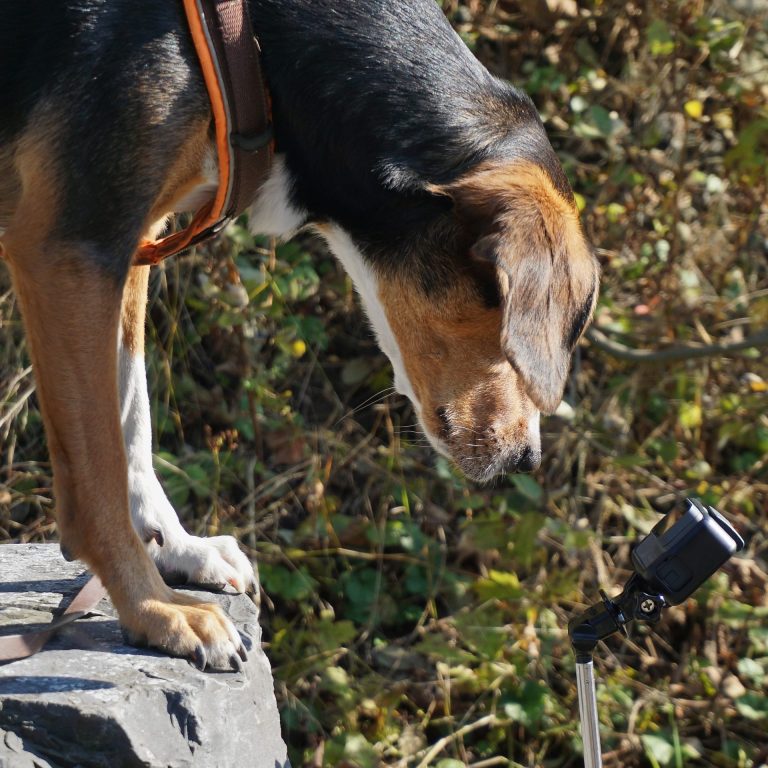Amy Anamnese- Verhaltensberatung